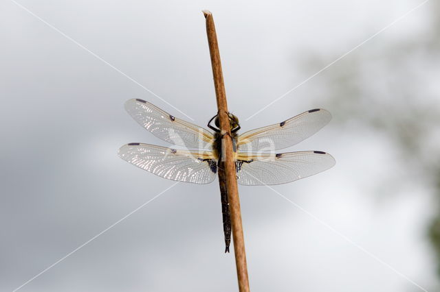 Viervlek (Libellula quadrimaculata)