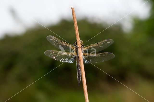 Viervlek (Libellula quadrimaculata)