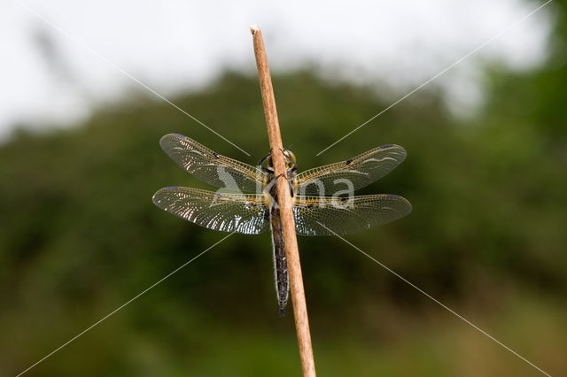 Viervlek (Libellula quadrimaculata)