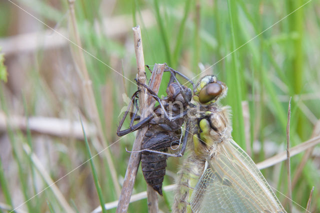 Viervlek (Libellula quadrimaculata)