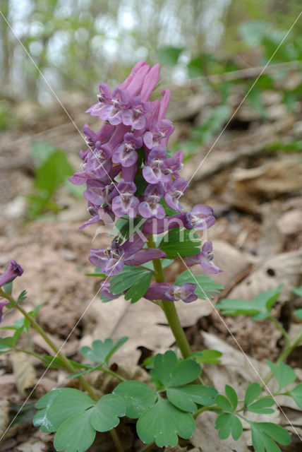 Vingerhelmbloem (Corydalis solida)