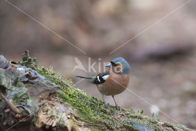 Vink (Fringilla coelebs)