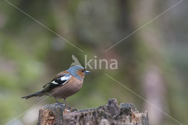 Vink (Fringilla coelebs)