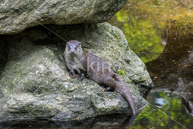 European Otter (Lutra lutra)