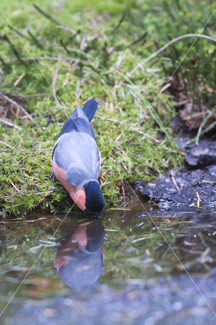 Vlaamse Gaai (Garrulus glandarius)