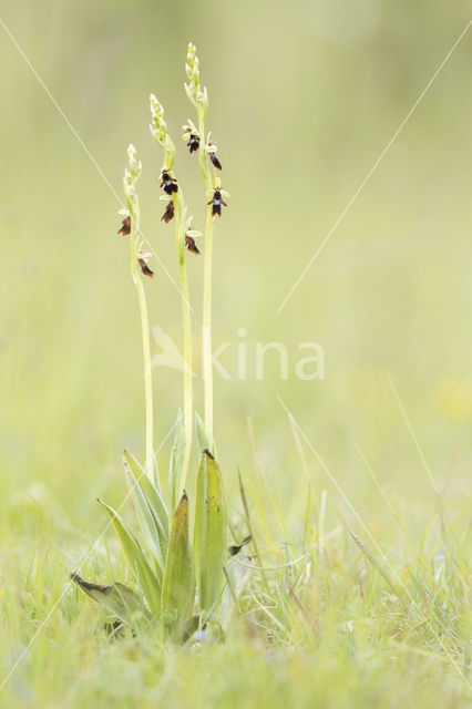 Vliegenorchis (Ophrys insectifera)