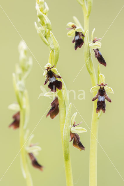 Vliegenorchis (Ophrys insectifera)