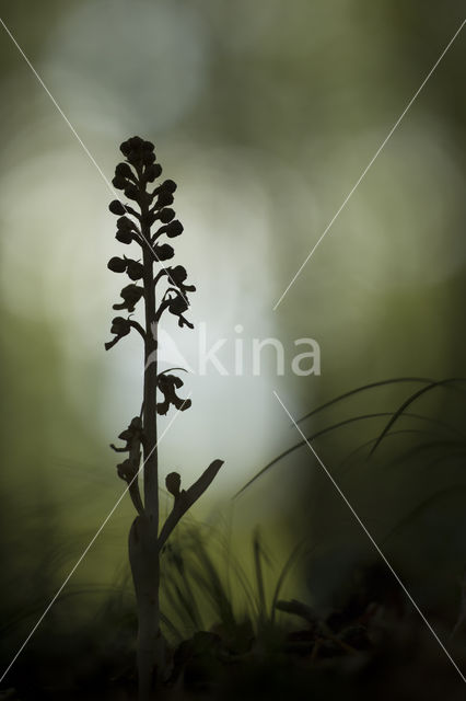 Bird's-nest Orchid (Neottia nidus-avis)