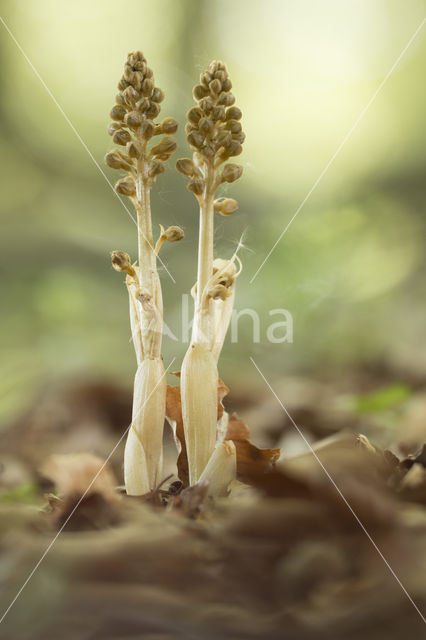 Bird's-nest Orchid (Neottia nidus-avis)