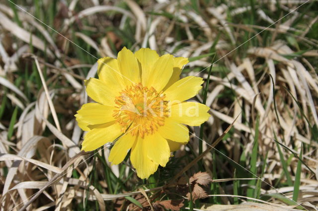 Yellow Pheasant's-eye (Adonis vernalis)