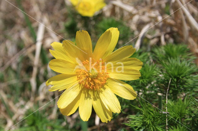 Yellow Pheasant's-eye (Adonis vernalis)