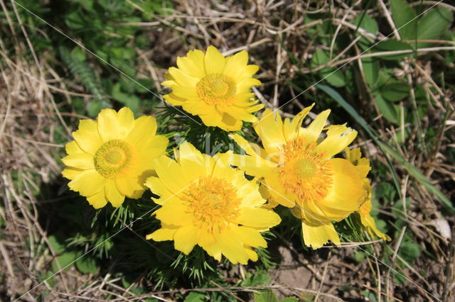 Yellow Pheasant's-eye (Adonis vernalis)