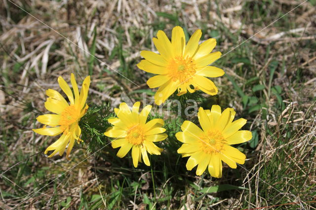 Yellow Pheasant's-eye (Adonis vernalis)