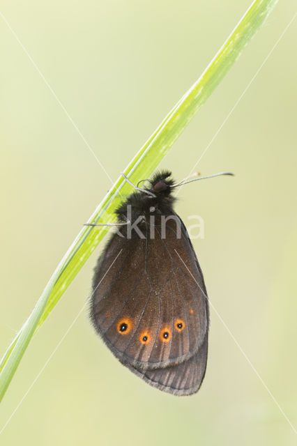 Woodland Ringlet (Erebia medusa)