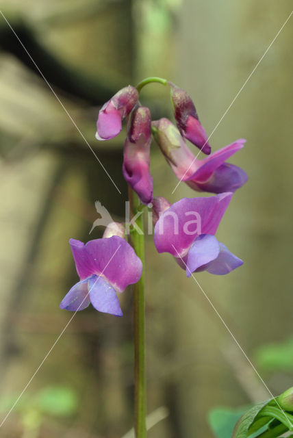 spring pea (Lathyrus vernus)