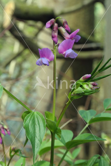 spring pea (Lathyrus vernus)