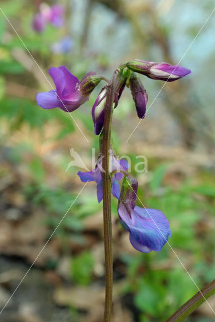 spring pea (Lathyrus vernus)