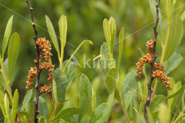 Wasgagel (Myrica caroliniensis)