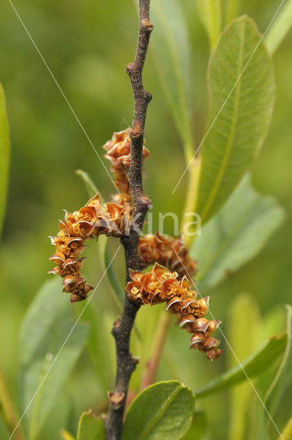 Bayberry (Myrica caroliniensis)