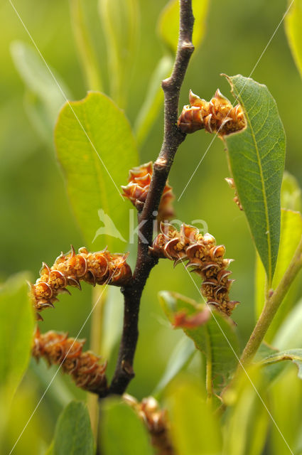 Bayberry (Myrica caroliniensis)