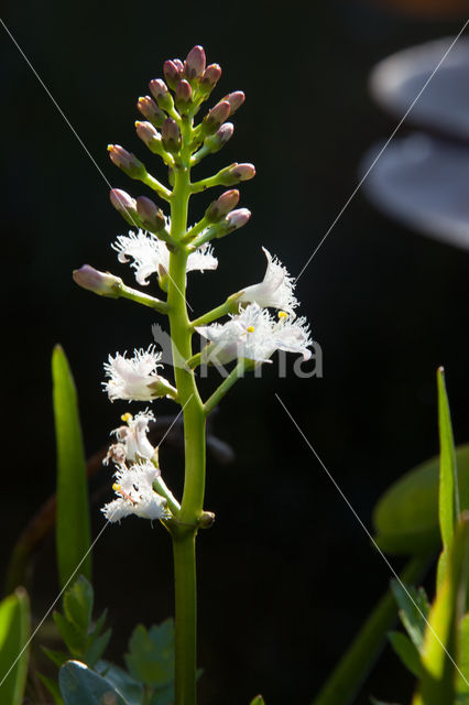 common buckbean (Menyanthes trifoliata)