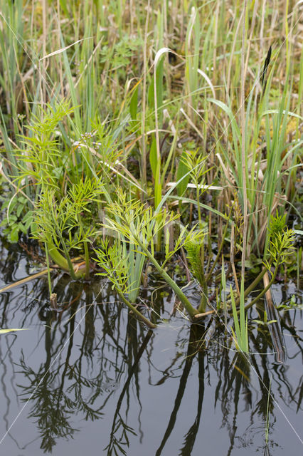 Waterscheerling (Cicuta virosa)