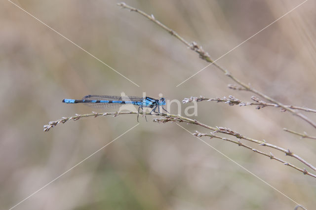 Watersnuffel (Enallagma cyathigerum)