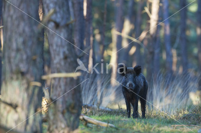 Wild Boar (Sus scrofa)