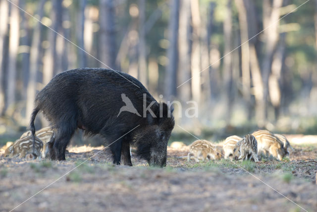 Wild Boar (Sus scrofa)