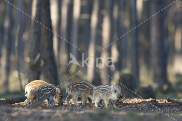 Wild zwijn