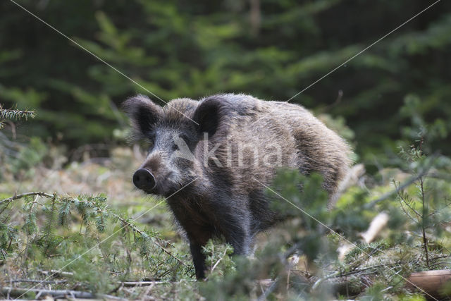 Wild Boar (Sus scrofa)
