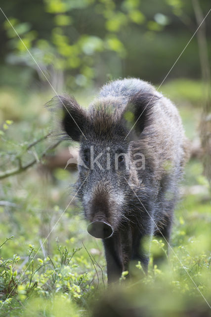 Wild Boar (Sus scrofa)