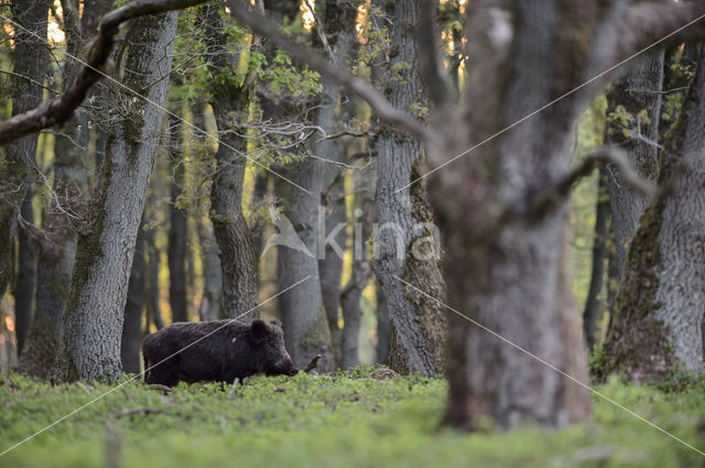 Wild zwijn