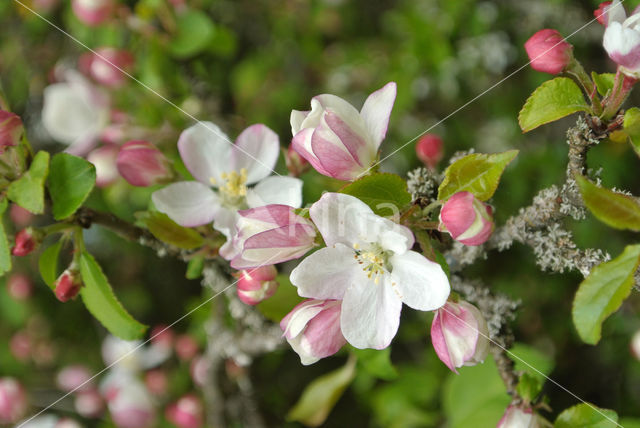 Crab Apple (Malus sylvestris)