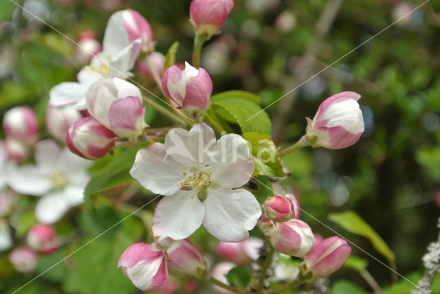 Crab Apple (Malus sylvestris)