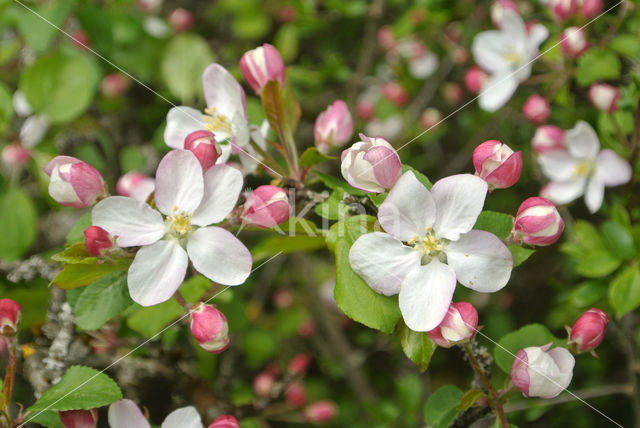 Crab Apple (Malus sylvestris)