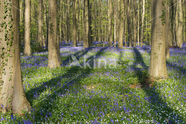 Bluebell (Hyacinthoides non-scripta