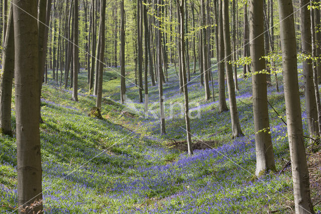 Bluebell (Hyacinthoides non-scripta