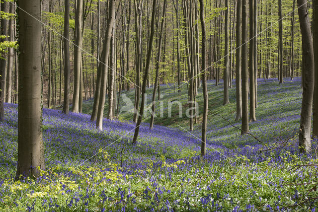 Bluebell (Hyacinthoides non-scripta