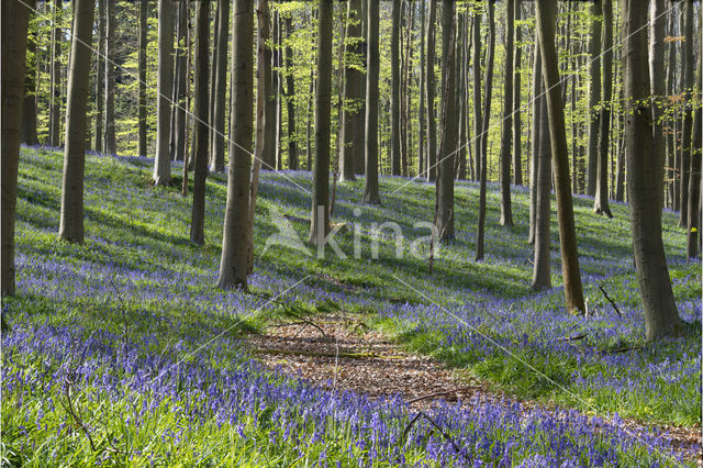 Bluebell (Hyacinthoides non-scripta