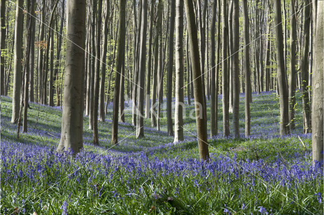 Bluebell (Hyacinthoides non-scripta