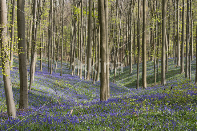 Bluebell (Hyacinthoides non-scripta