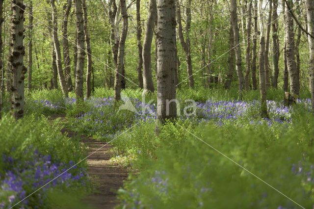 Bluebell (Hyacinthoides non-scripta