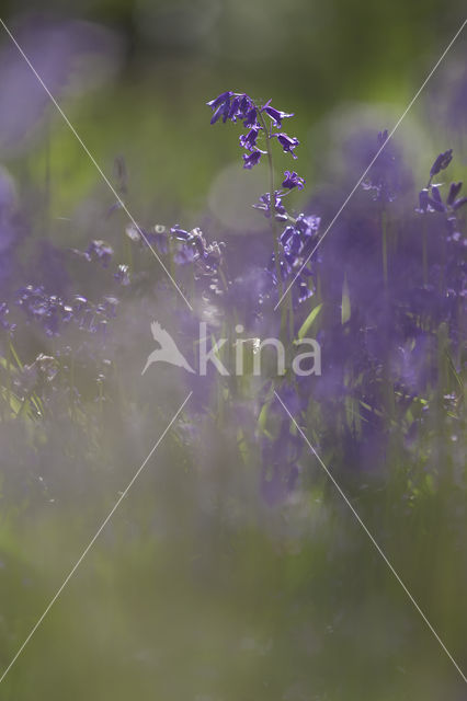 Bluebell (Hyacinthoides non-scripta