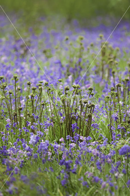 Bluebell (Hyacinthoides non-scripta