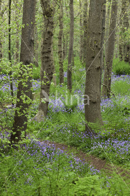 Bluebell (Hyacinthoides non-scripta