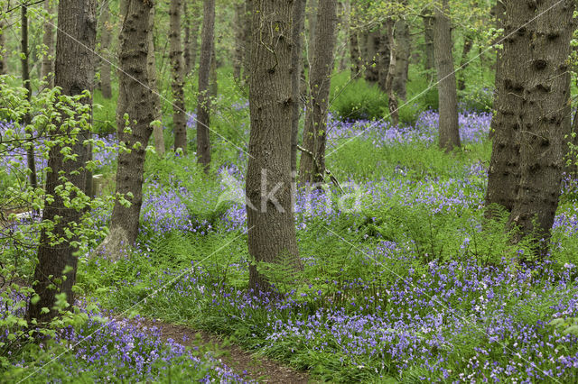 Bluebell (Hyacinthoides non-scripta