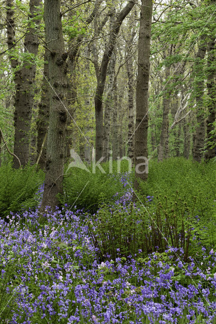 Bluebell (Hyacinthoides non-scripta