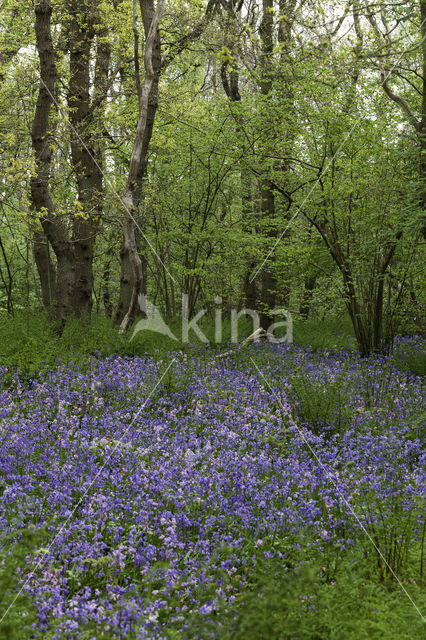 Bluebell (Hyacinthoides non-scripta