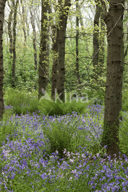 Bluebell (Hyacinthoides non-scripta